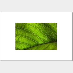 Leaf Posters and Art